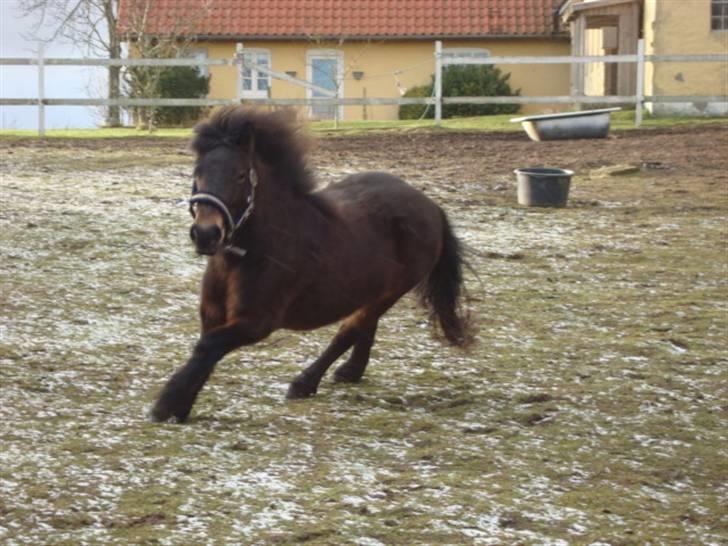 Anden særlig race Beautiful SouL ( solgt ) - Er hun ikke skøn :) 08.02.2009 . billede 4