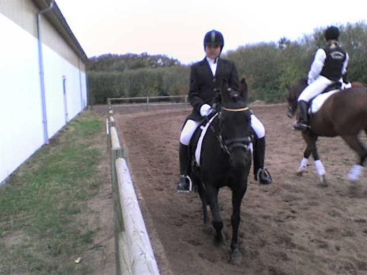 New Forest Bianca Annerup - Bianca til stævne billede 1