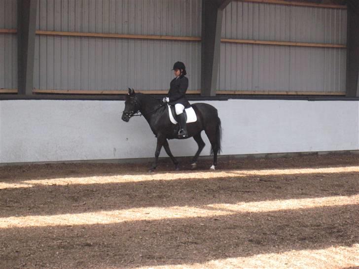 New Forest Bianca Annerup billede 4