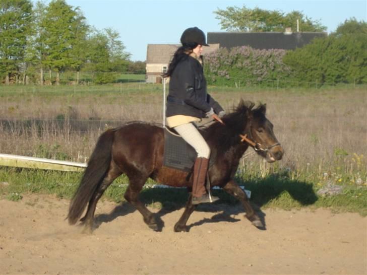 Anden særlig race Beautiful SouL ( solgt ) - 3. gang Soul er under rytter, og første gang hun tarver under ¨hjælper´ . 12-Maj-09 . billede 9