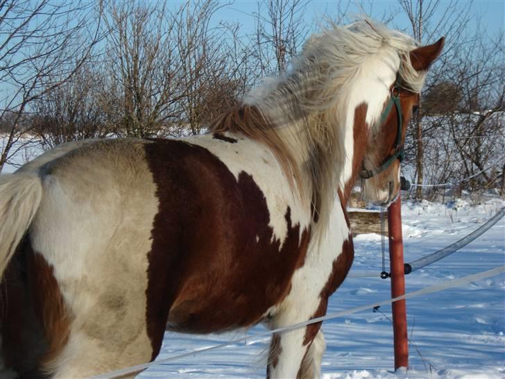 Tinker Piebald Irish Kiki - 28 - 07 - 07 billede 1