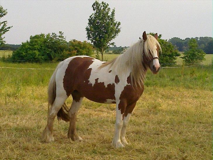 Tinker Piebald Irish Kiki - 07 - 07 - 07 billede 2