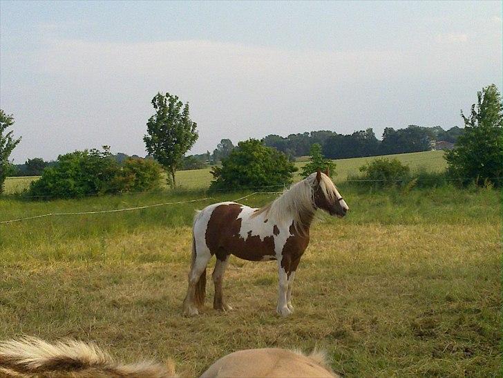 Tinker Piebald Irish Kiki billede 3