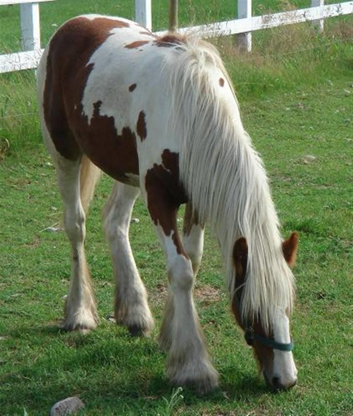 Tinker Piebald Irish Kiki - 2007 billede 4