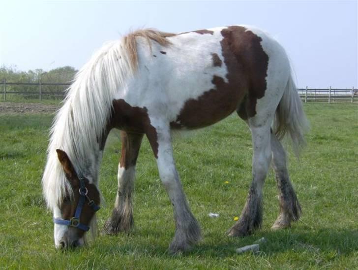 Tinker Piebald Irish Kiki billede 5