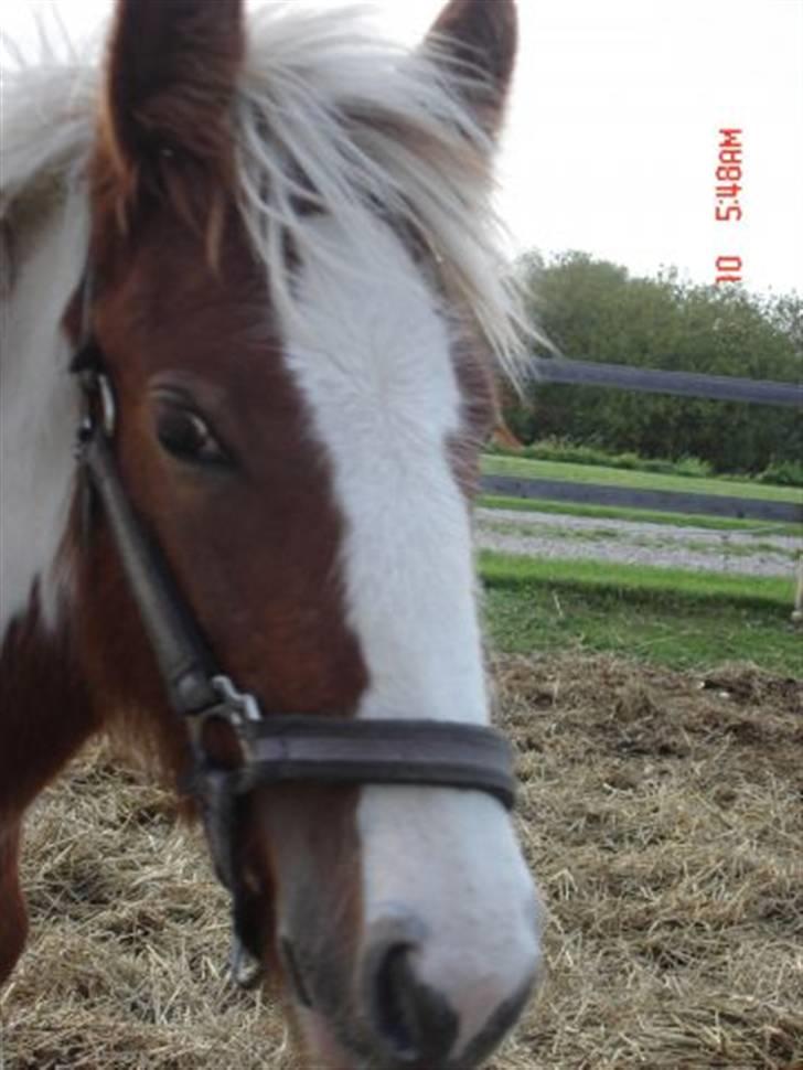 Tinker Piebald Irish Kiki billede 6