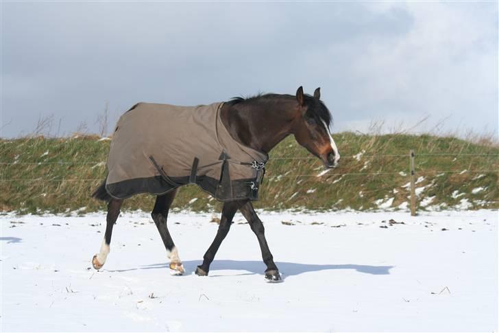 Anden særlig race ANGEL  {b-pony} - snevejr ;b billede 16