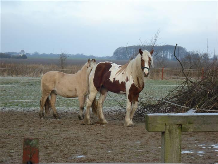 Tinker Piebald Irish Kiki billede 7