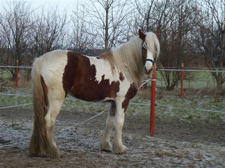 Tinker Piebald Irish Kiki billede 8