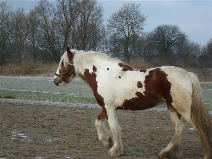 Tinker Piebald Irish Kiki billede 9