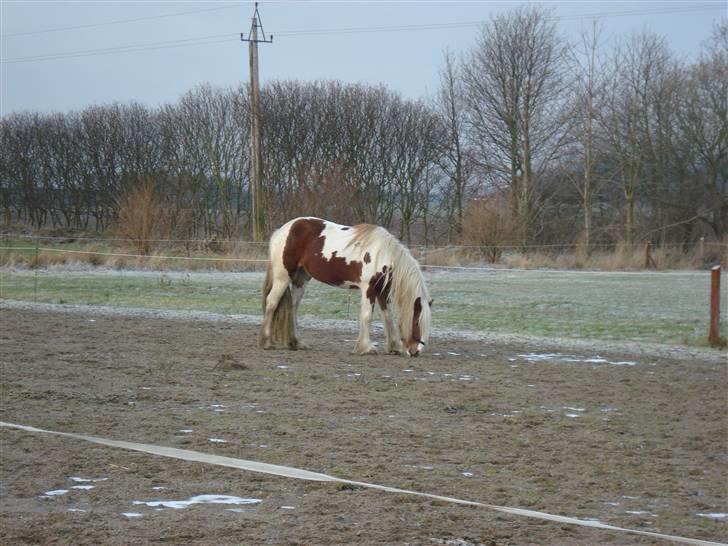 Tinker Piebald Irish Kiki billede 10