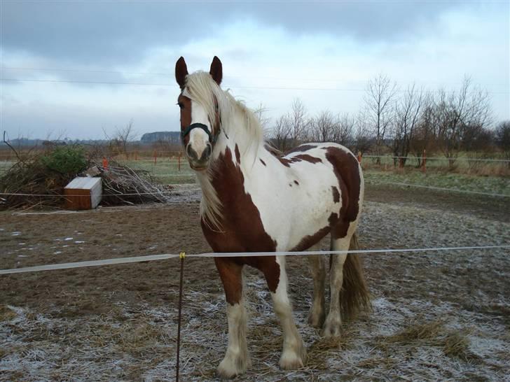 Tinker Piebald Irish Kiki billede 11