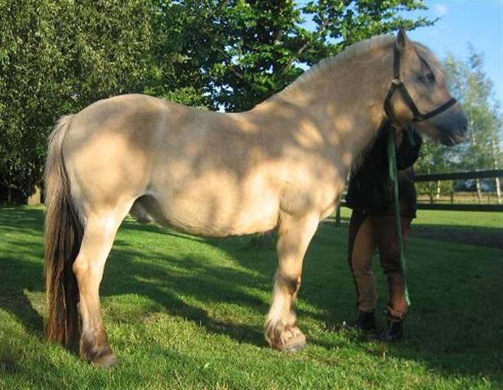 Fjordhest Sputnik - R.I.P. billede 1