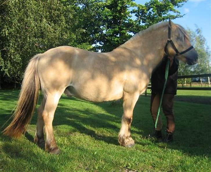 Fjordhest Sputnik - R.I.P. billede 2