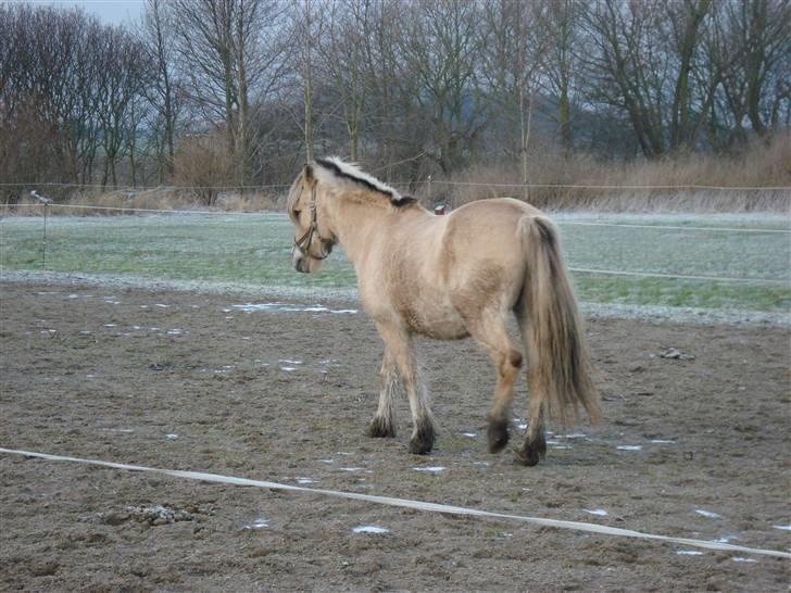 Fjordhest Sputnik - R.I.P. billede 3