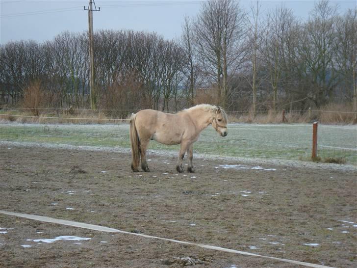 Fjordhest Sputnik - R.I.P. billede 4