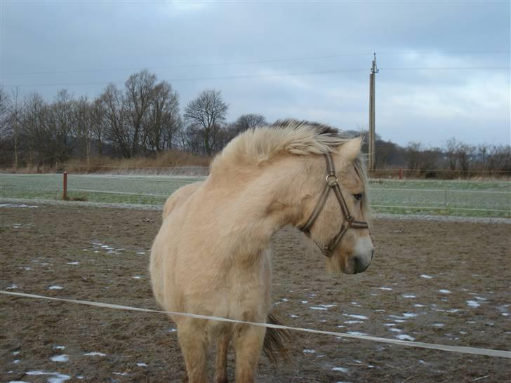 Fjordhest Sputnik - R.I.P. billede 5