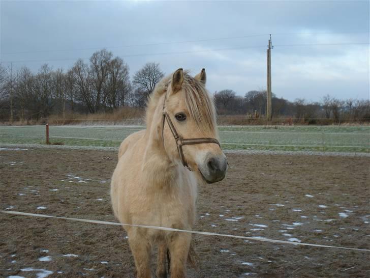Fjordhest Sputnik - R.I.P. billede 6