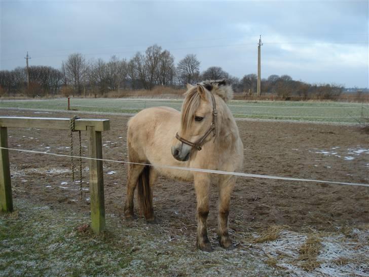 Fjordhest Sputnik - R.I.P. billede 7