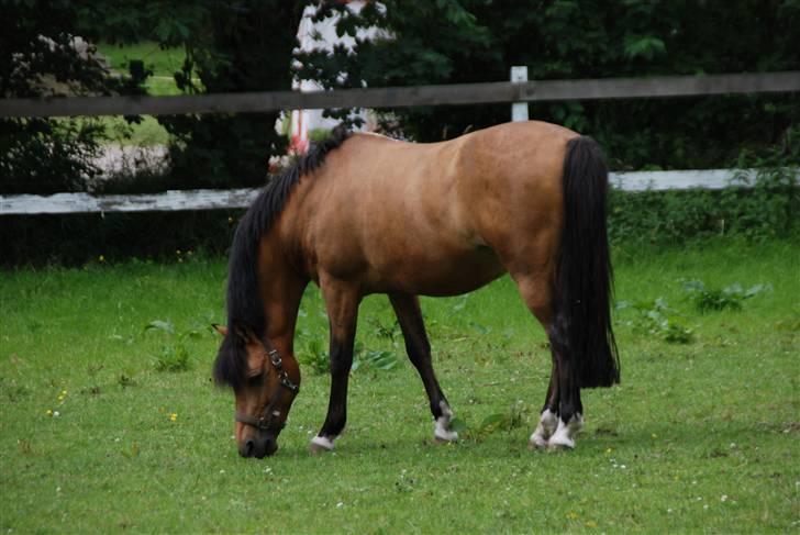 Irsk Sportspony Yellow Star solgt - Yellow efter brækket ben (nogle måneder efter) på græs fold :) billede 19