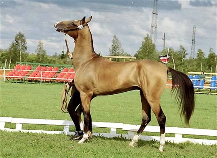 Akhal-Tekiner Gumbet-Shael - kåring i Rusland-2 år.  billede 5