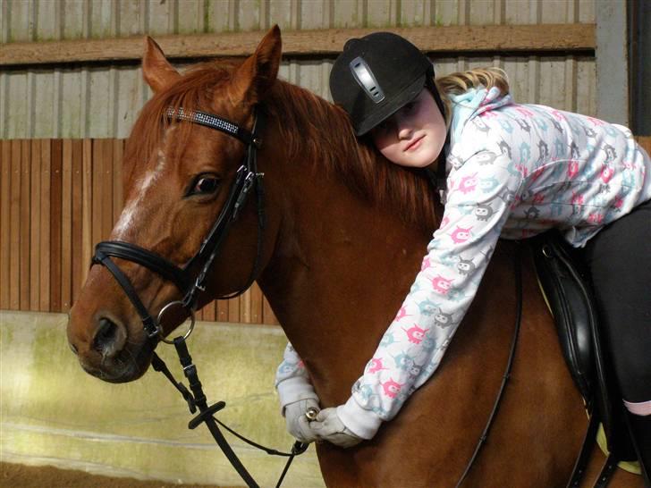Tysk Sportspony Monte Christo(Solgt) - Vrk - efterår 08 billede 3