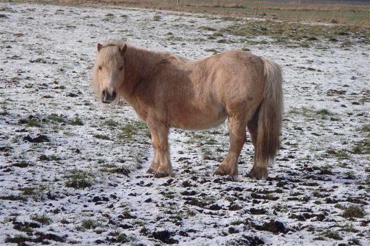 Shetlænder Pedro  -  R.I.P.  - TYKKE *-: billede 13