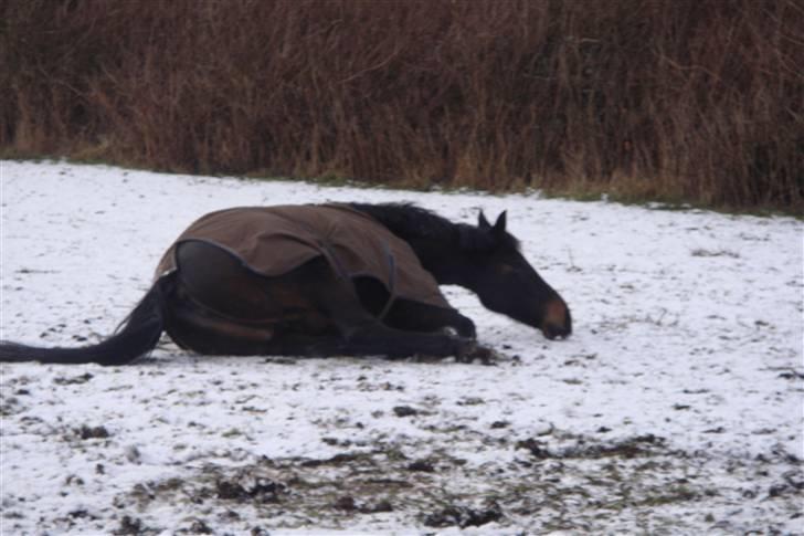 Oldenborg Whitney billede 10