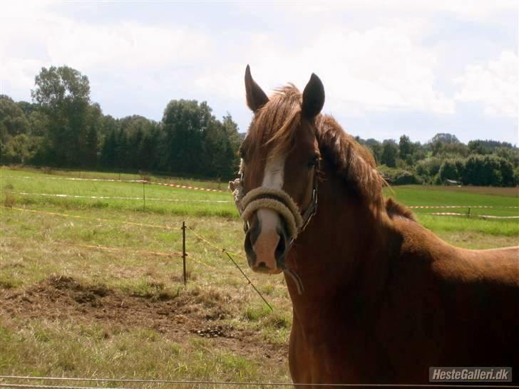 Hollandsk Sportspony MANPOWER LUDINGA - Manpower på sygefold :) billede 15