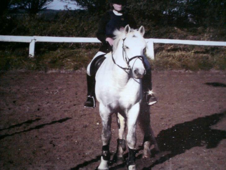 Connemara Nørlunds Sweet Dream   billede 4