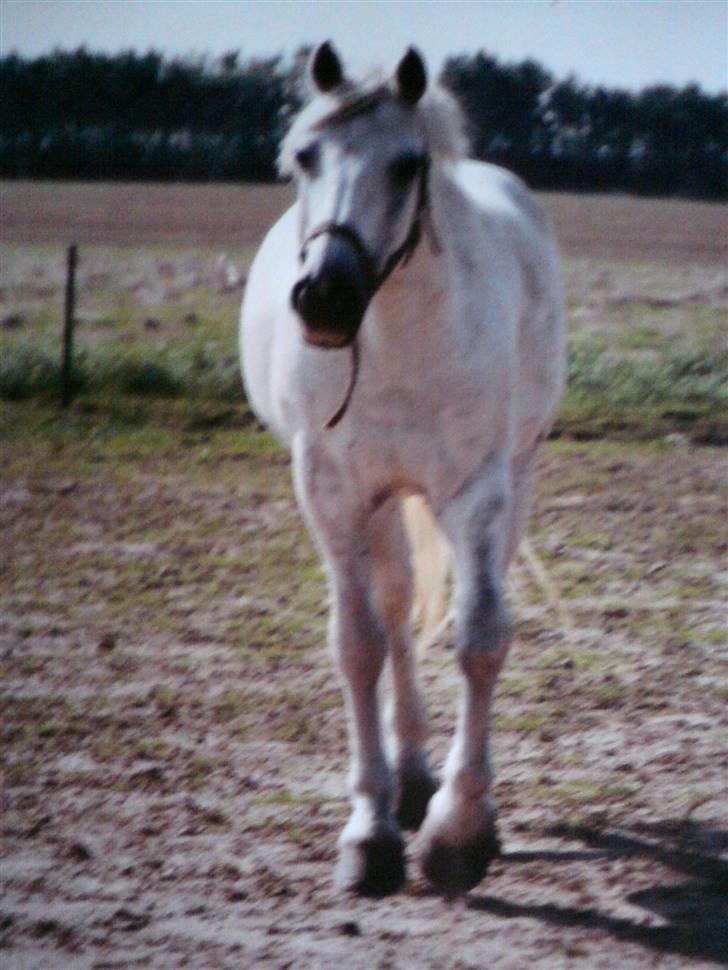 Connemara Nørlunds Sweet Dream   - Sweety med græs vom. :D billede 5