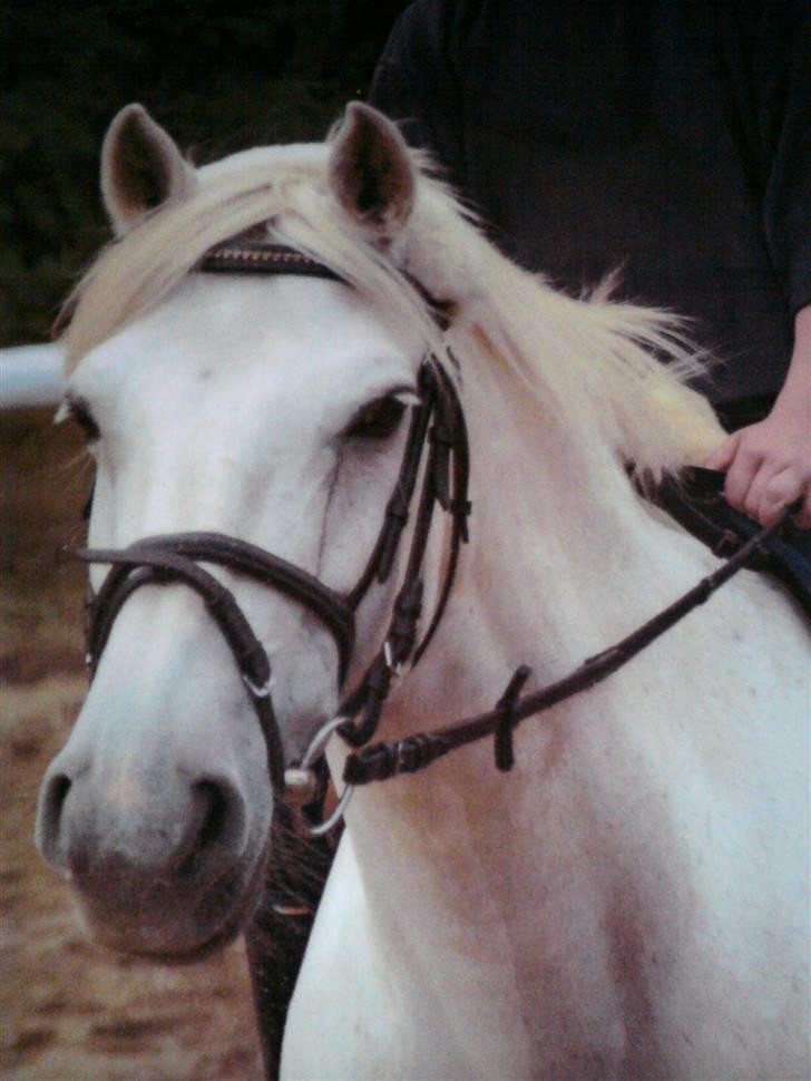 Connemara Nørlunds Sweet Dream   billede 6