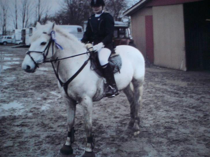 Connemara Nørlunds Sweet Dream   billede 7