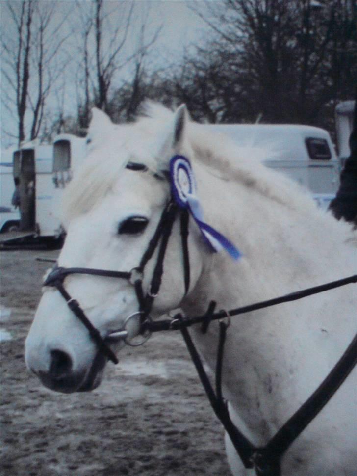 Connemara Nørlunds Sweet Dream   billede 8