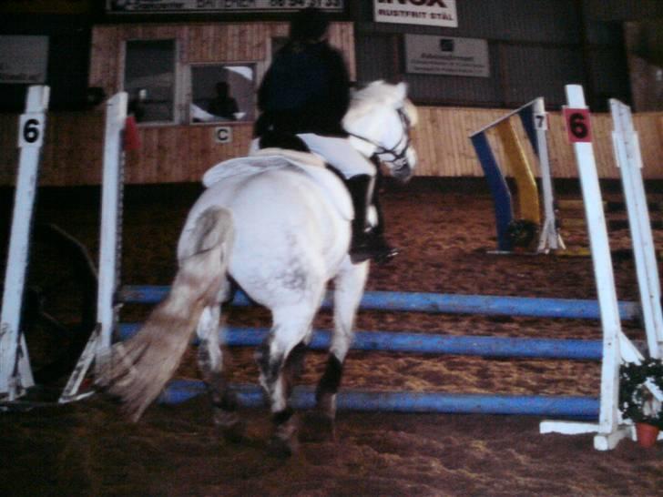 Connemara Nørlunds Sweet Dream   billede 10