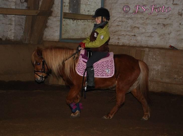 Shetlænder Baronessen A' Borreby. - Dressur træning d. 8/2 2009. Foto: FS-Foto. billede 19