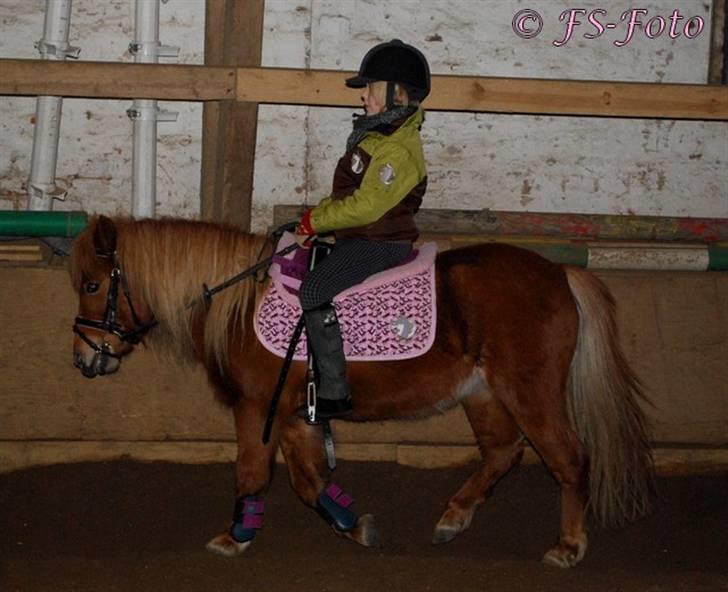 Shetlænder Baronessen A' Borreby. - Dressur træning d. 8/2 2009. Foto: FS-Foto. billede 20