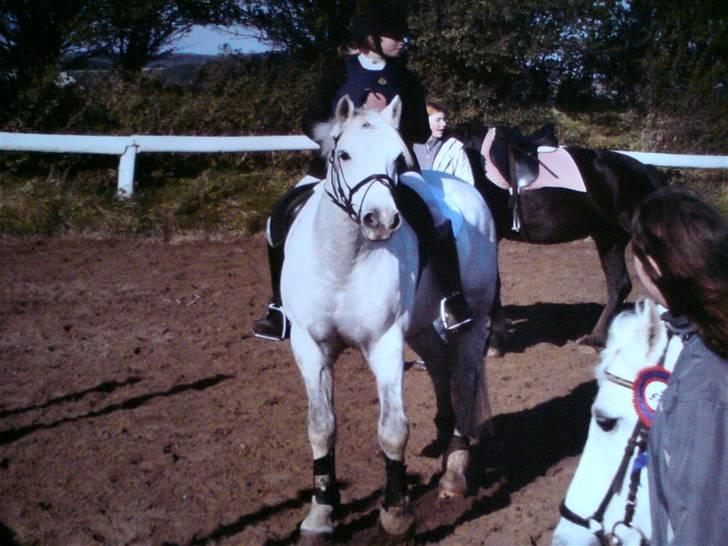 Connemara Nørlunds Sweet Dream   billede 11