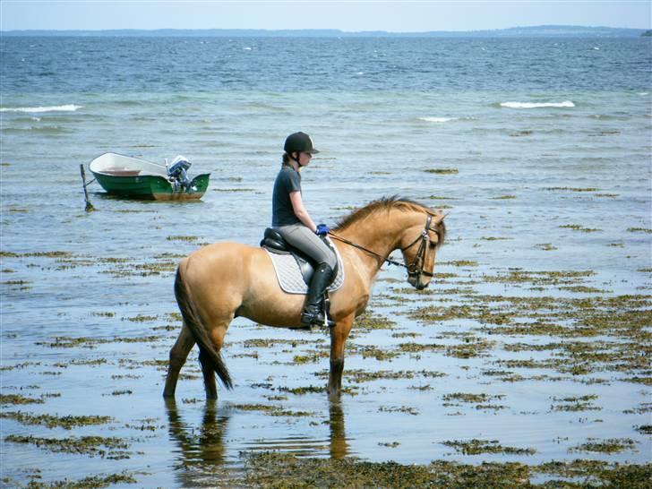 Anden særlig race Rendsborggårds Jonas - 6) billede 6