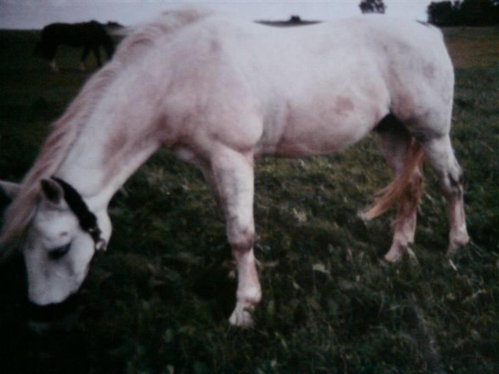 Connemara Nørlunds Sweet Dream   billede 14