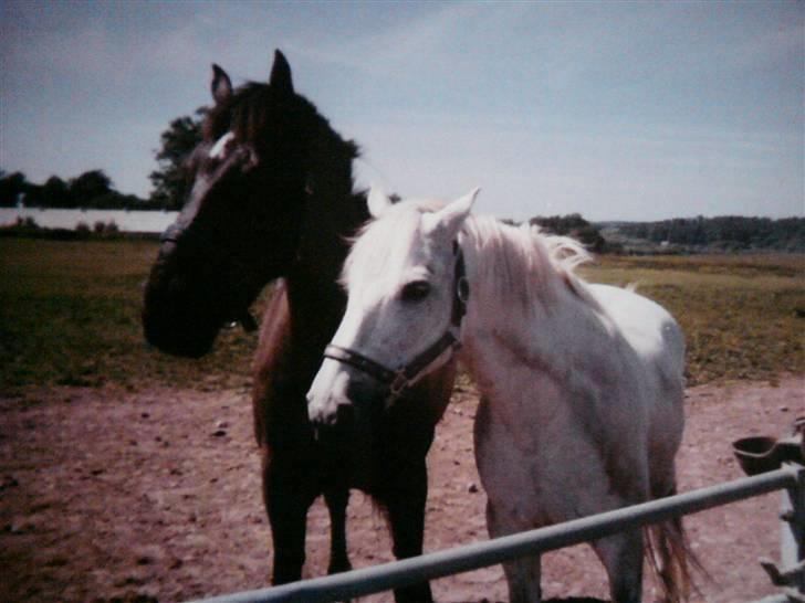 Connemara Nørlunds Sweet Dream   billede 15