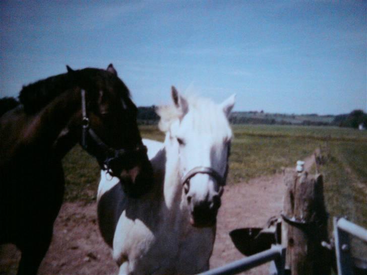 Connemara Nørlunds Sweet Dream   billede 16