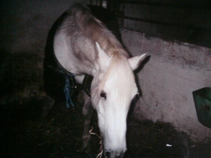 Connemara Nørlunds Sweet Dream   billede 17