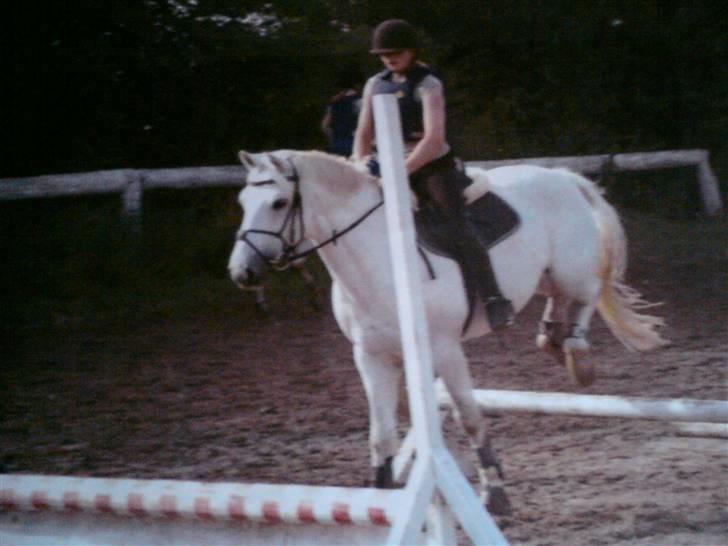 Connemara Nørlunds Sweet Dream   - Træning.  billede 18