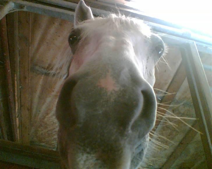 Connemara Nørlunds Sweet Dream   billede 19