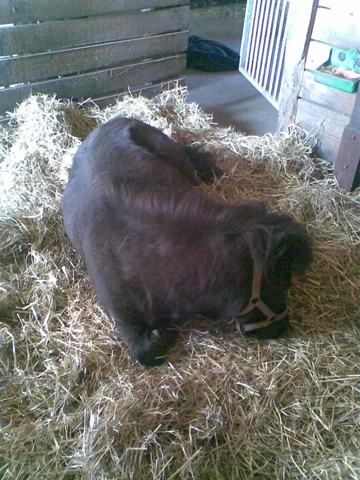 Shetlænder : • Stjernens Tilde • billede 9