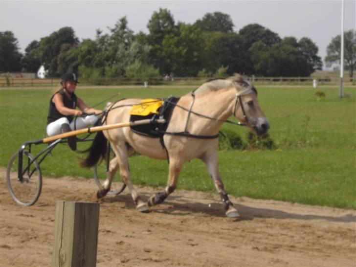 Fjordhest Aija Romeo billede 15