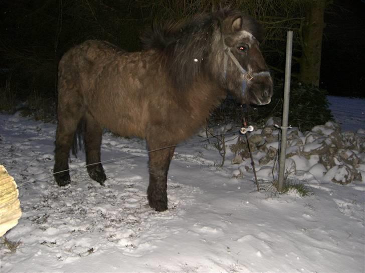 Islænder Siggi fra Ellekærgår *R.I.P. savnet*  - en kold vinter aften i sneen billede 12