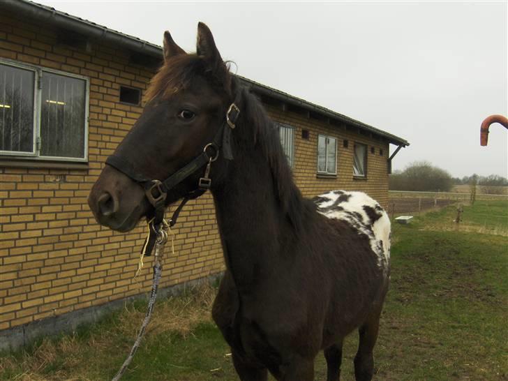 Knabstrupper Toftegaardens Lexus - Velkommen til Lexus´s profil. {Foto: Pernille} billede 1