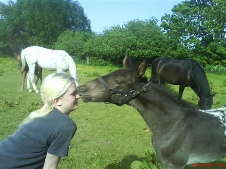 Knabstrupper Toftegaardens Lexus - Kysser med min Heidi :) {Foto: Pernille} billede 2